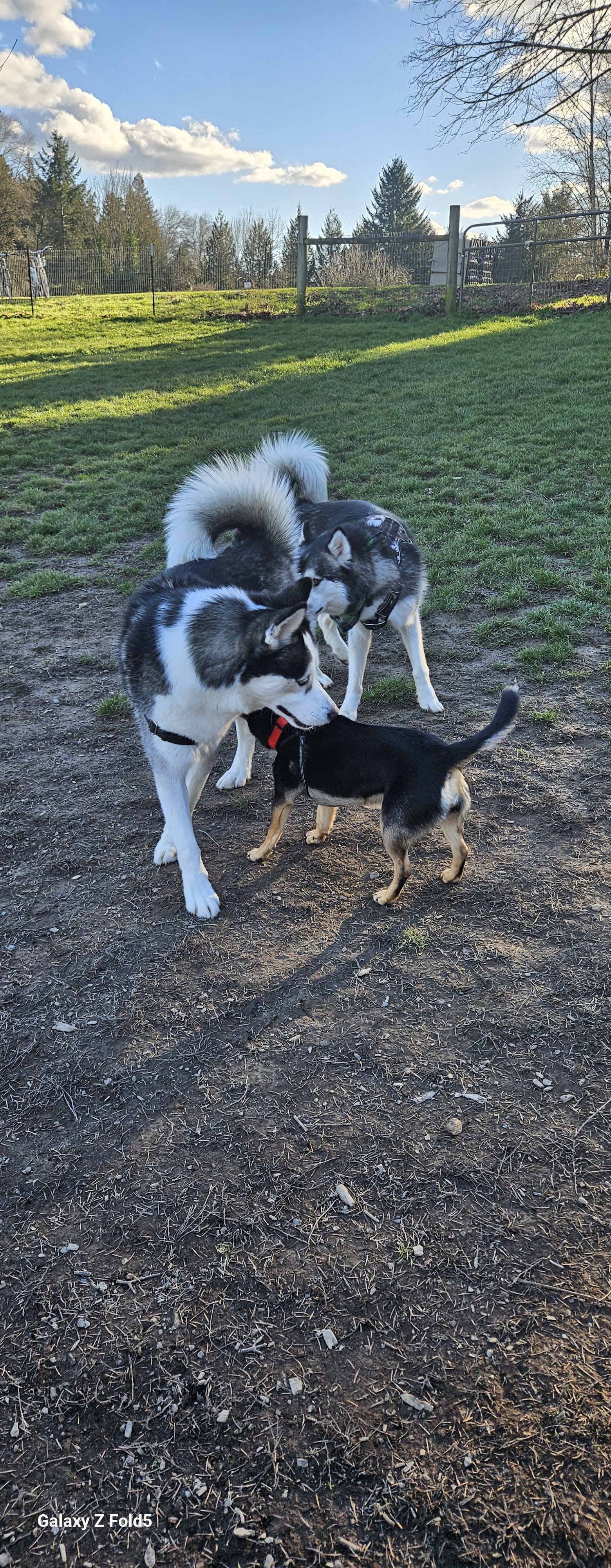 Fenced Off-Leash Dog Park