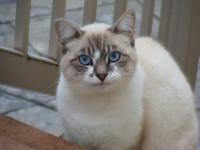 Feral Cat Coalition of Oregon