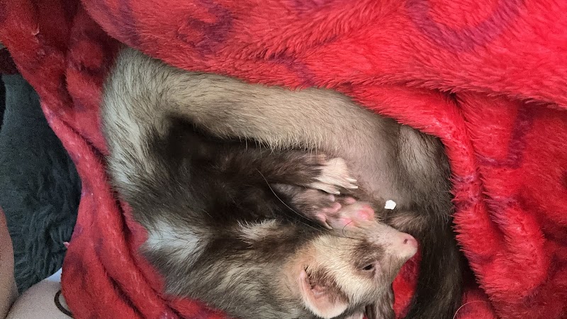 Ferret Sanctuary
