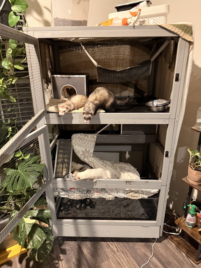 Ferret Sanctuary photo 3