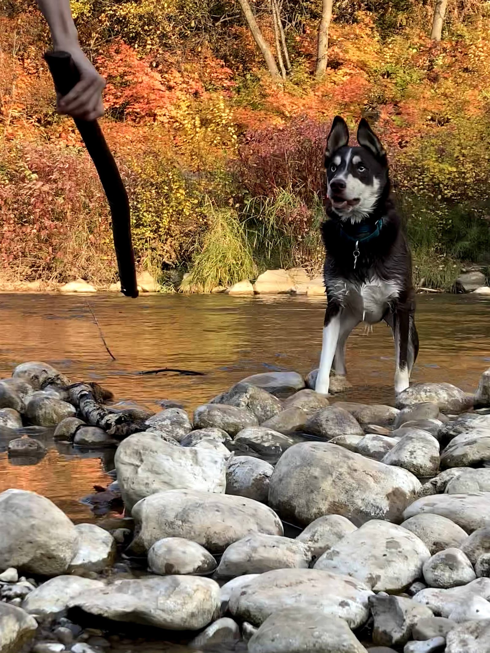 Fetch Pets Atlanta