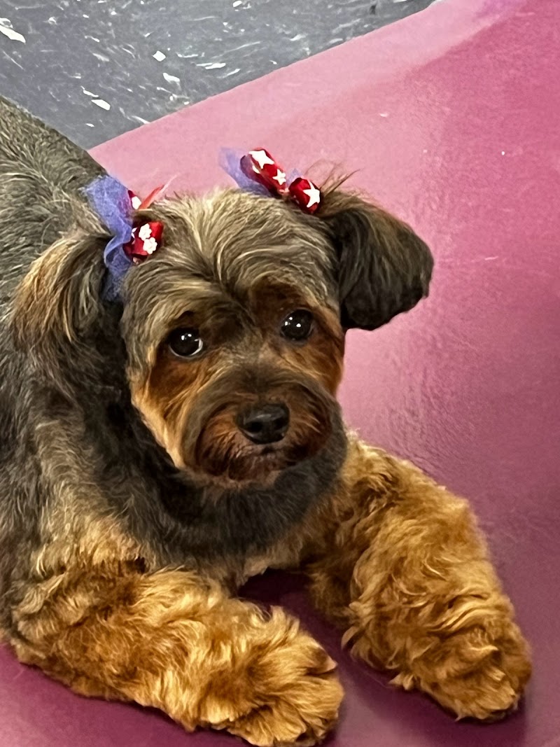 Gail's Groomerie photo 2