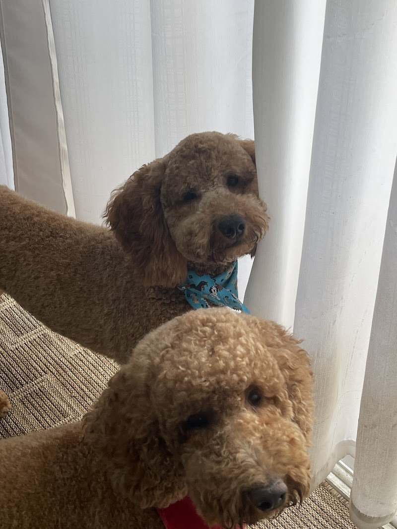 Gail's Groomerie photo 3