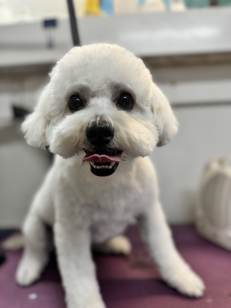 Aussie Pet Mobile Chicago Western Suburbs