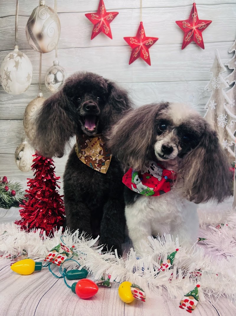 Aussie Pet Mobile Chicago Western Suburbs photo 2