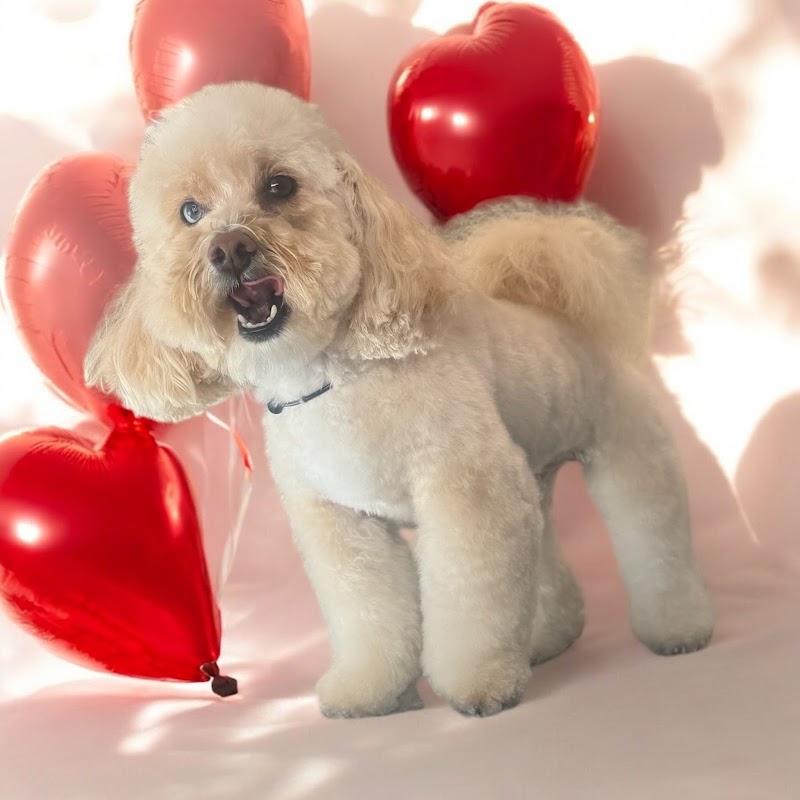 Aussie Pet Mobile Chicago Western Suburbs photo 3