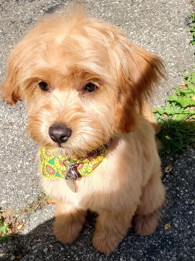 Circle City Pet Care