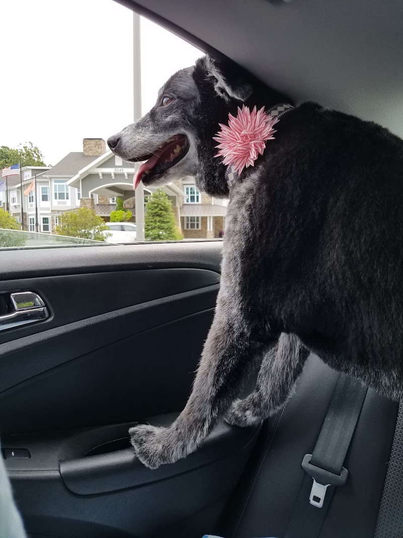 Circle City Pet Care photo 3