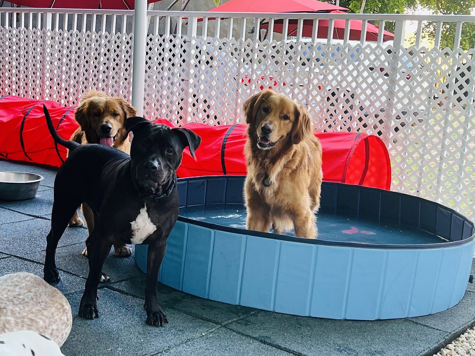 Fifi's Urban Dogs