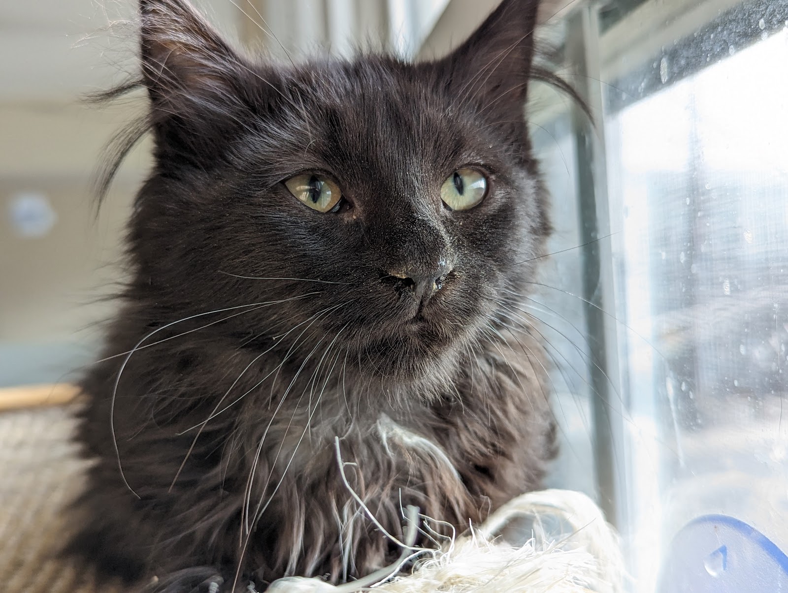 Final Hope Animal Rescue