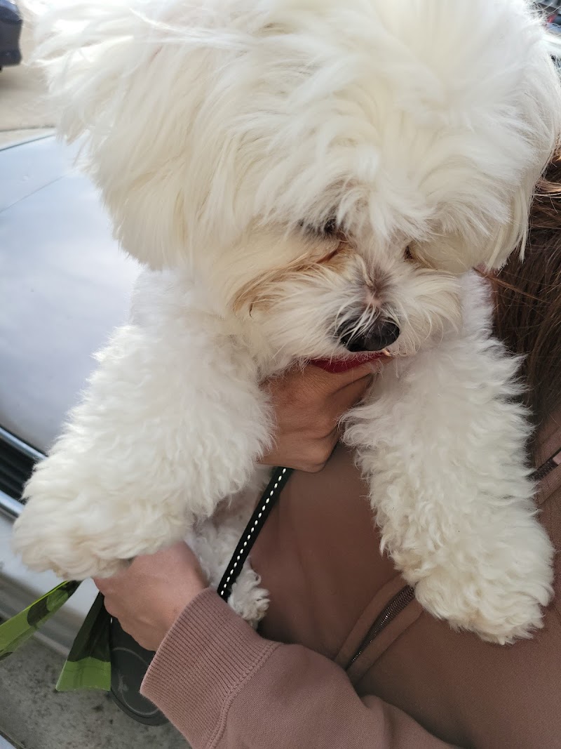 Finest City Pet Sitting LLC photo 3