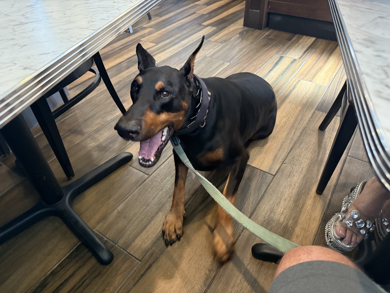 First Class K9 Academy