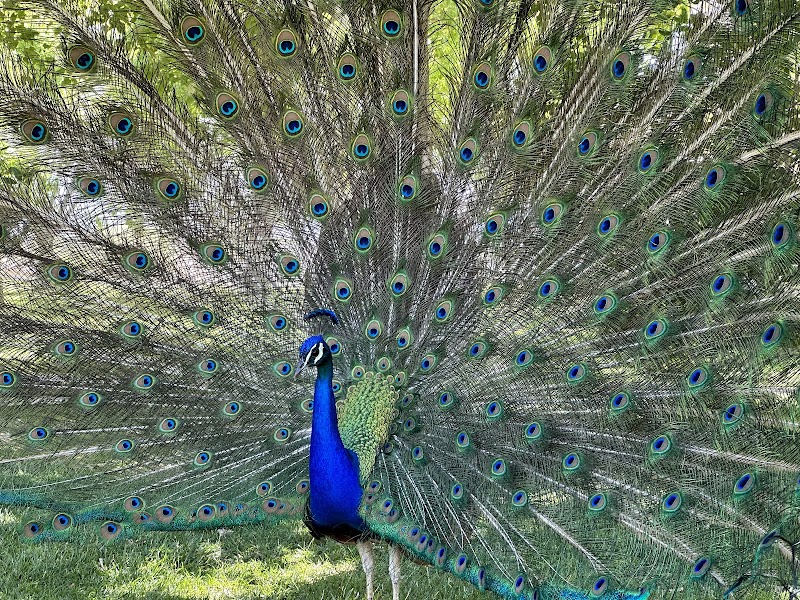 Floyd Lamb Park photo 3