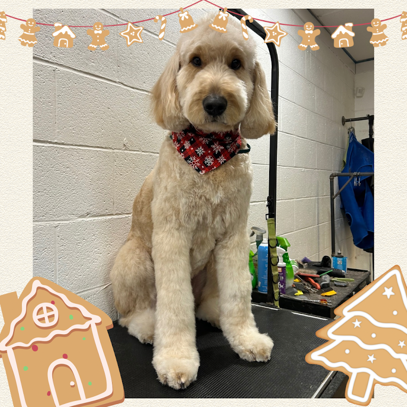 Fluff ‘n’ Buff Dog Grooming photo 2