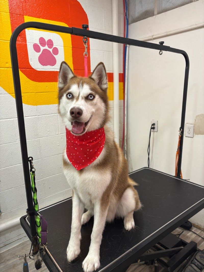 Fluff ‘n’ Buff Dog Grooming photo 3