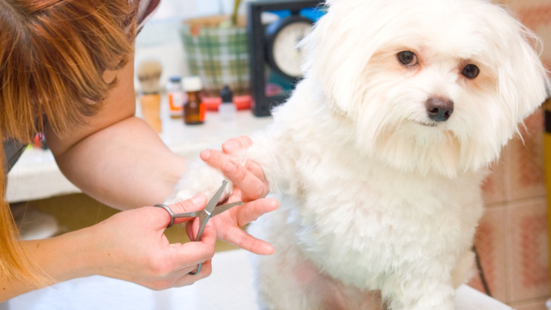 Fluff N Buff Dog Grooming
