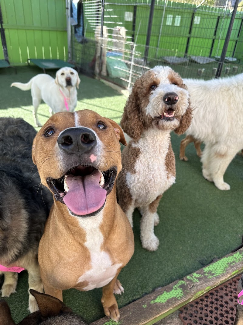 Fon Jon Dog Boarding and Daycare of San Diego photo 3