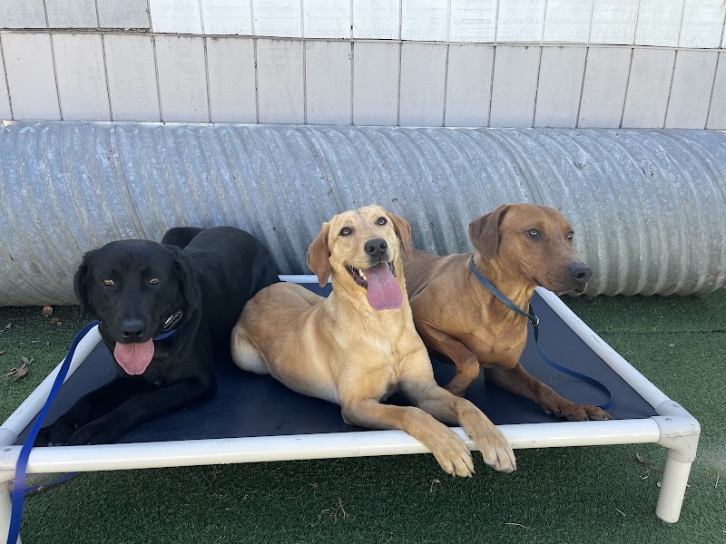 Fon's Canines Professional Dog Training and Sales