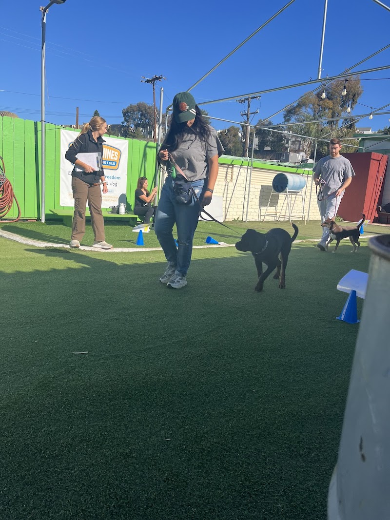 Fon's Canines Professional Dog Training and Sales photo 2