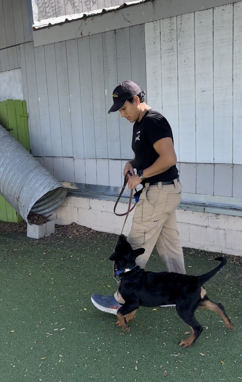 Fon's Canines Professional Dog Training and Sales photo 3