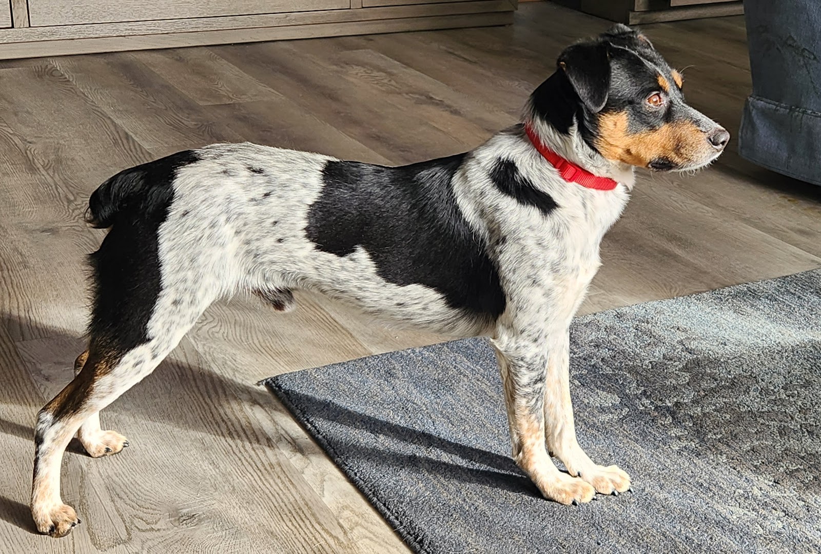 Foothill Dog Rescue of the Sierras