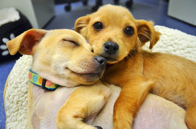 Foothills Animal Shelter