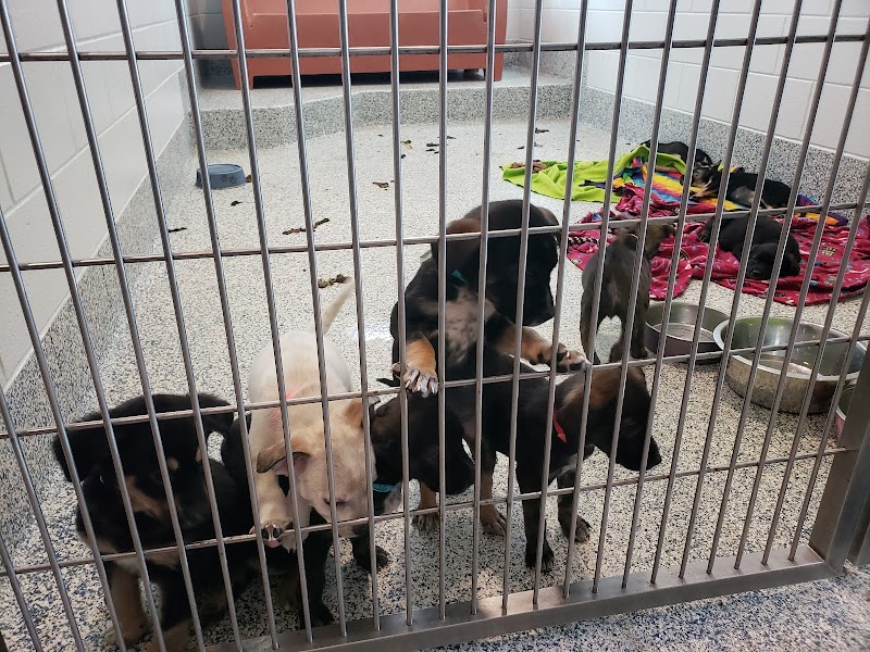 Foothills Animal Shelter photo 3