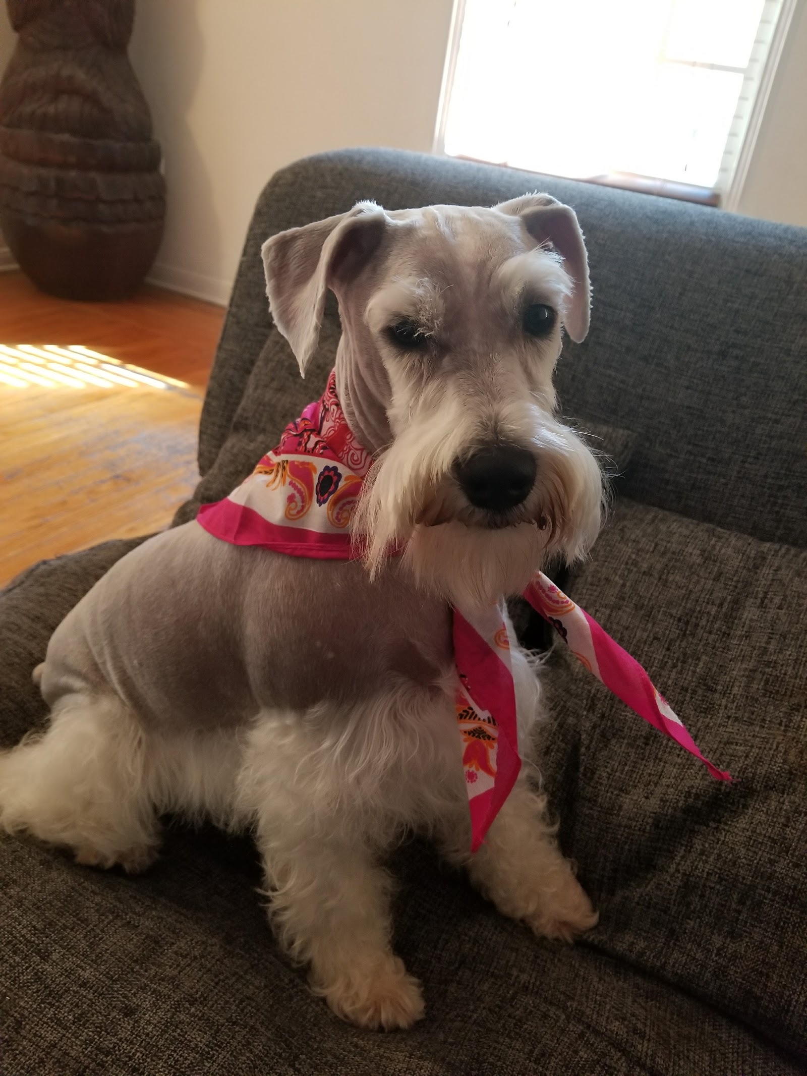 FOR ALL PAWS MOBILE PET GROOMING