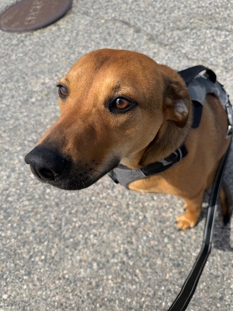 Forever Home Rescue New Englnd