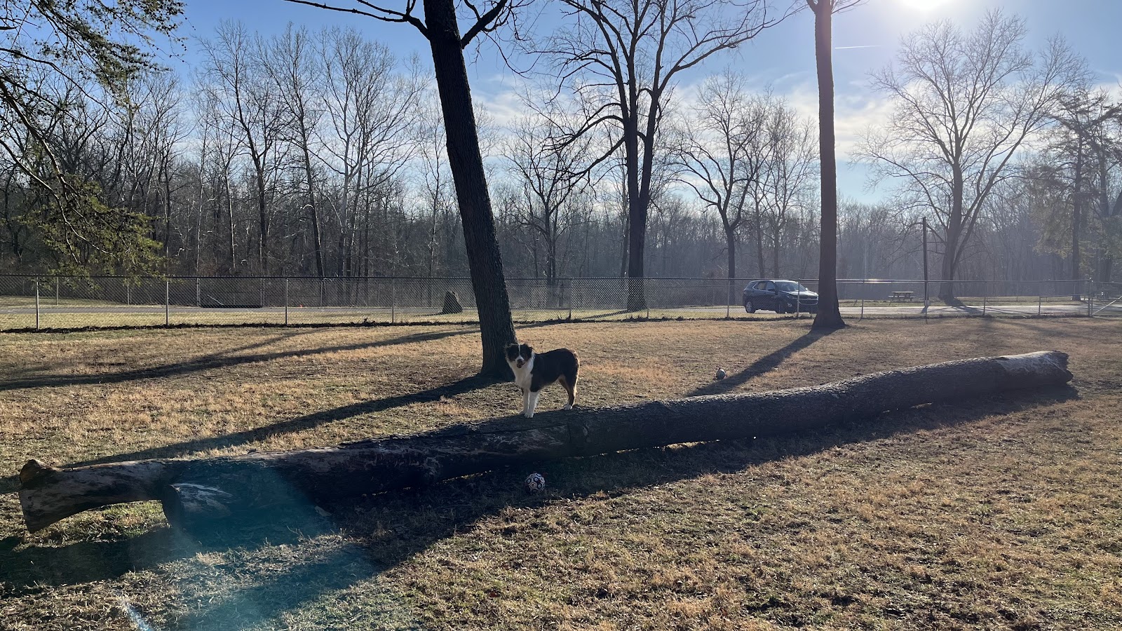 Fort Harrison State Park Dog Park