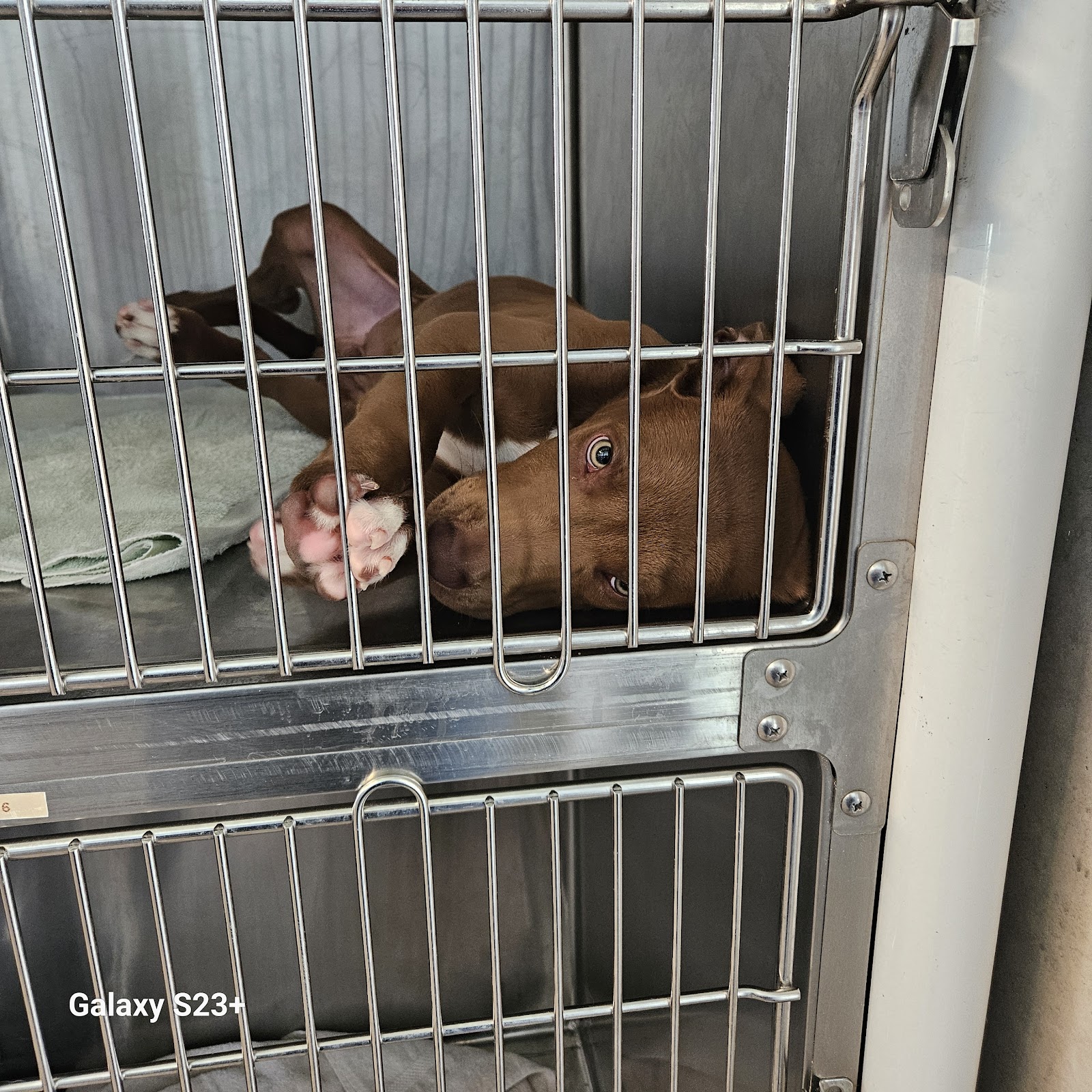 Fort Worth North Animal Care and Adoption Campus