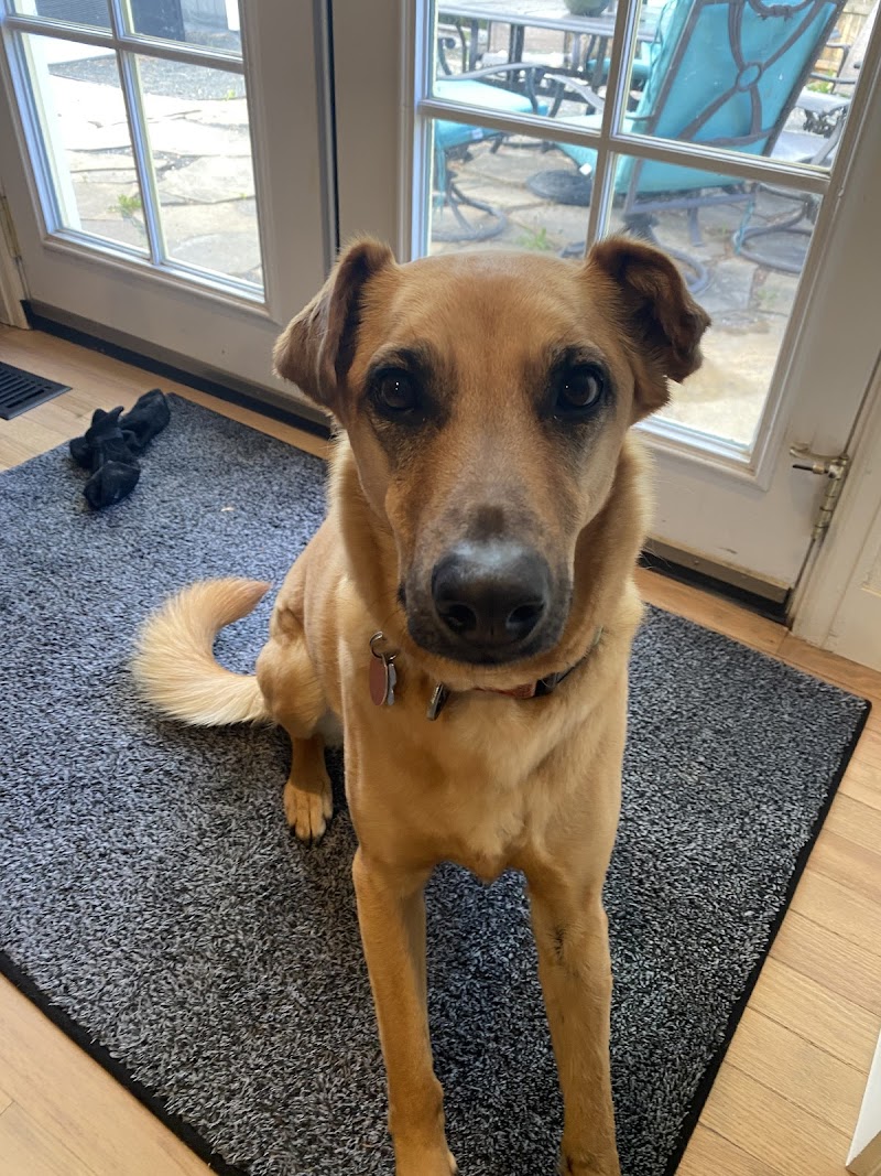 Four Dog Paws photo 2