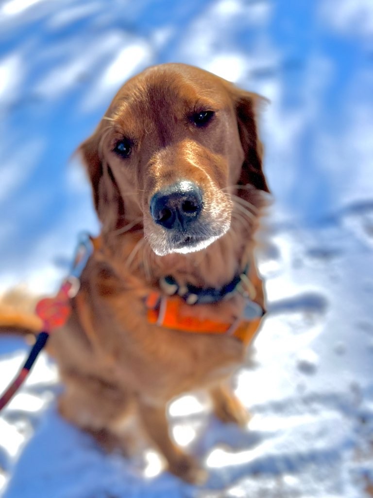 Four Dog Paws photo 3