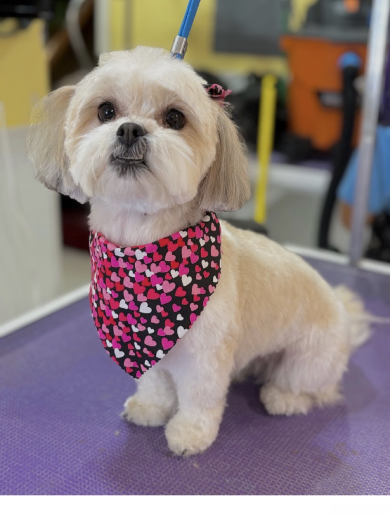 Four Paws Grooming inc.