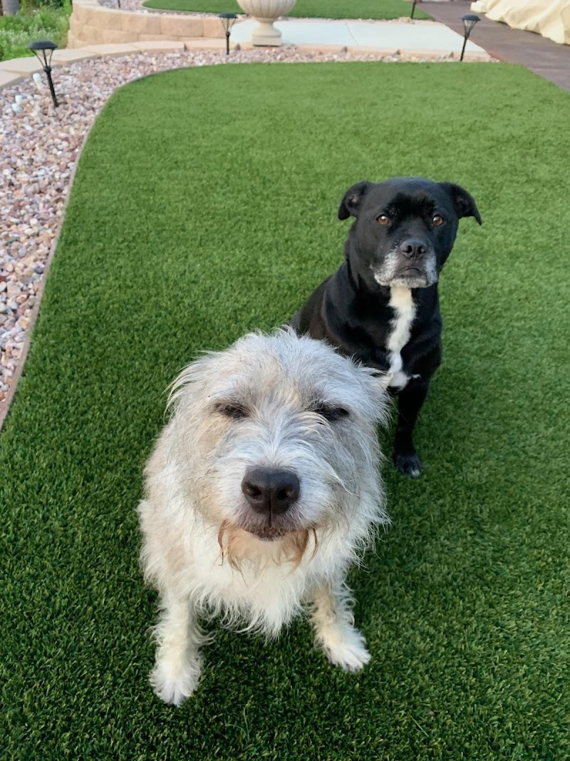 Freddie's Place Animal Hospital & Urgent Care photo 2