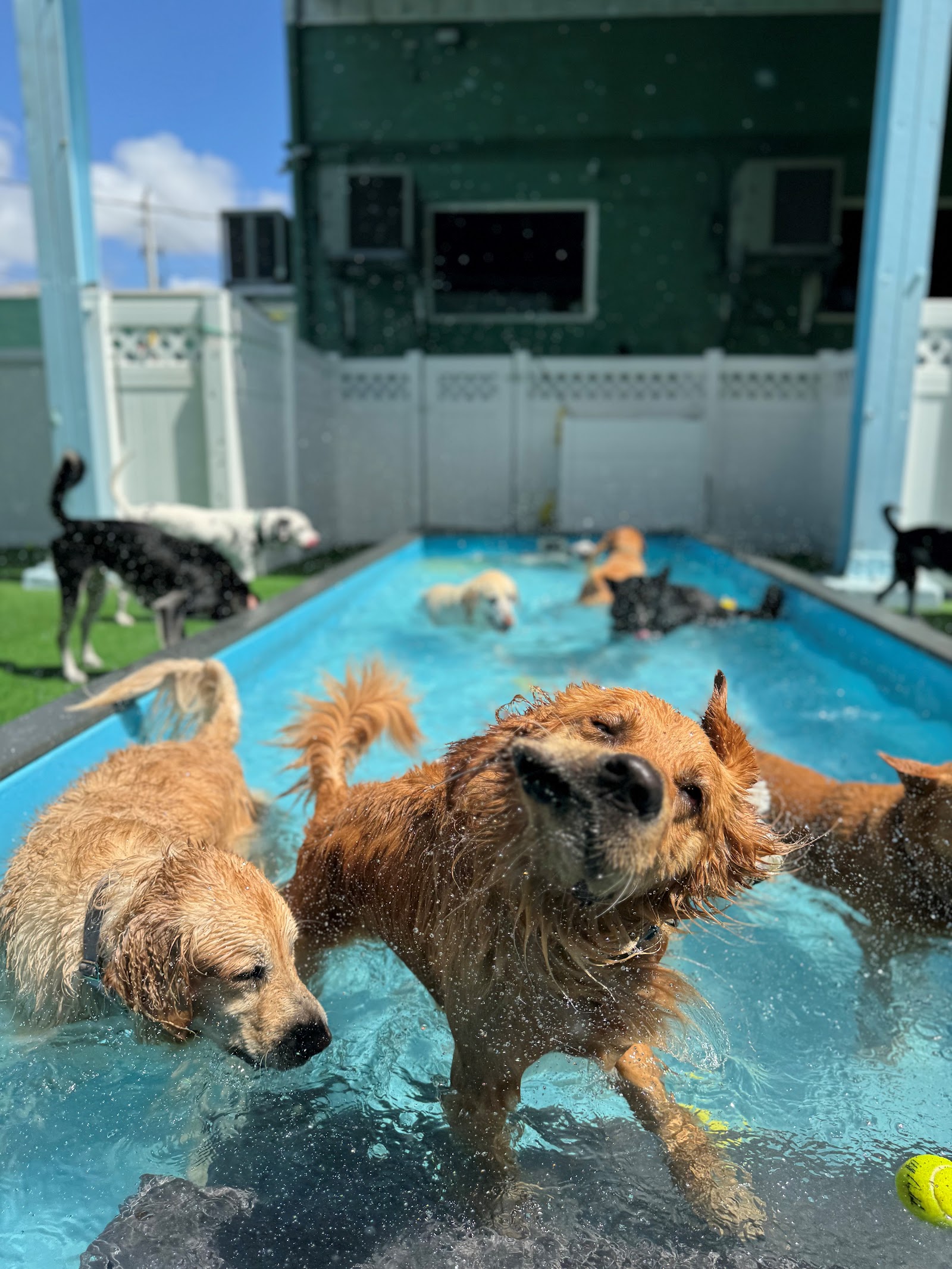 freeDOGm