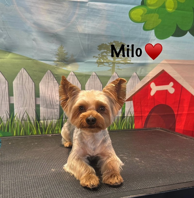 FRESH PAWS GROOMING photo 2