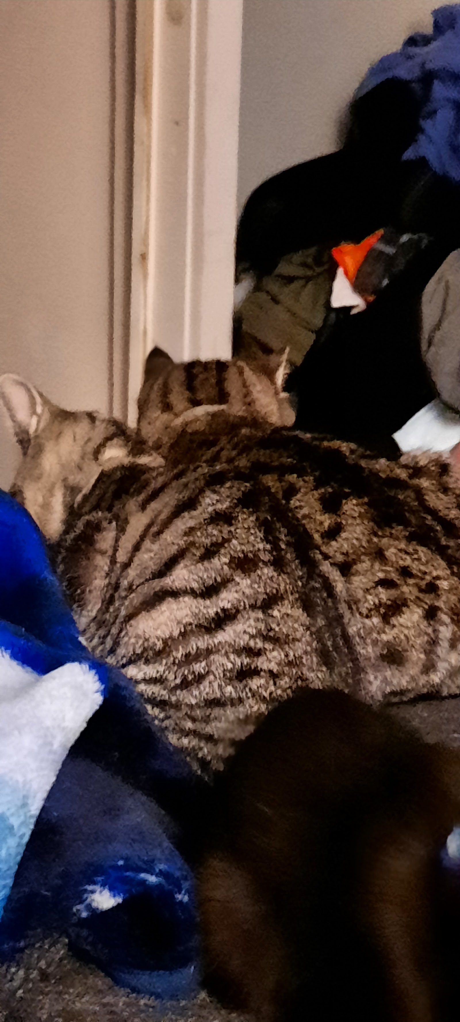 Friends of Feral Felines