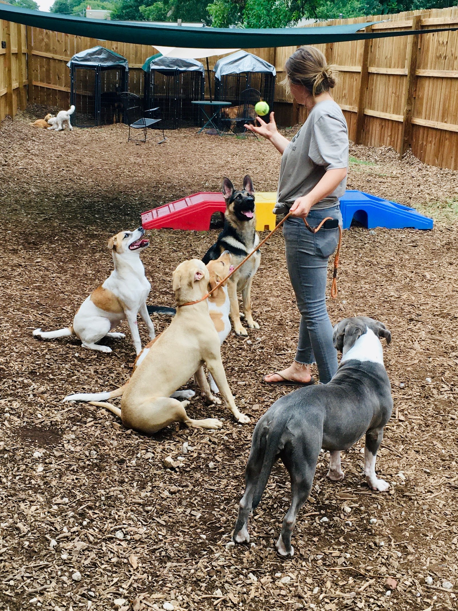 Frogs to Dogs, Training & Pet Care