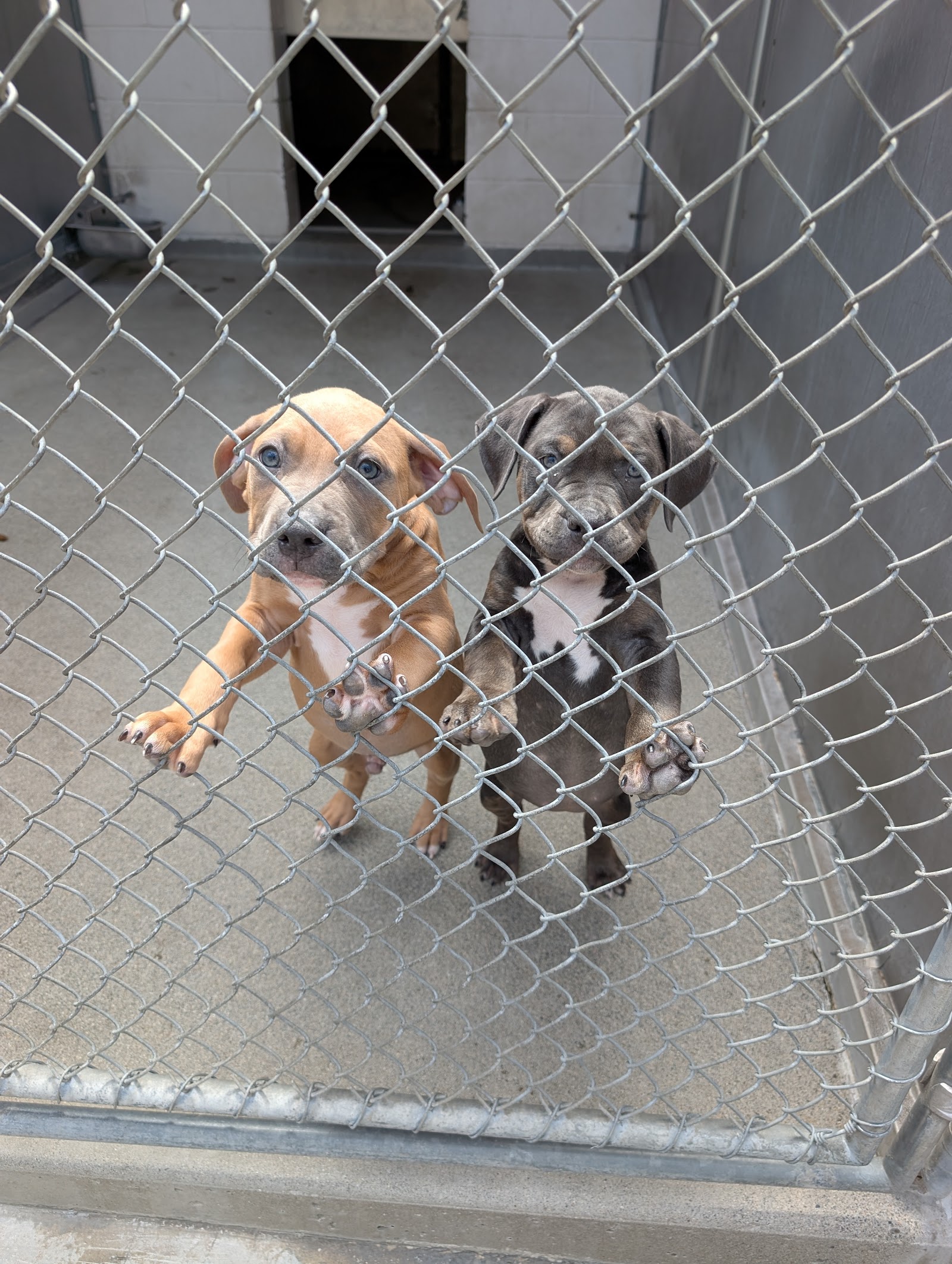 Front Street Animal Shelter