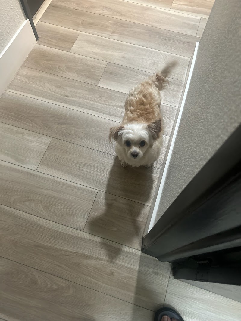 Fur Baby Nannies photo 2