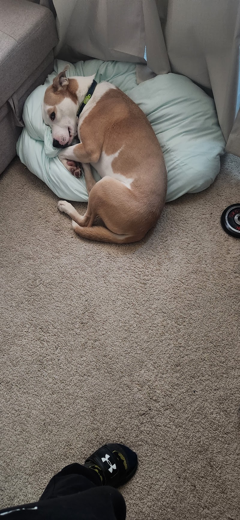 Fur Baby Nannies photo 3