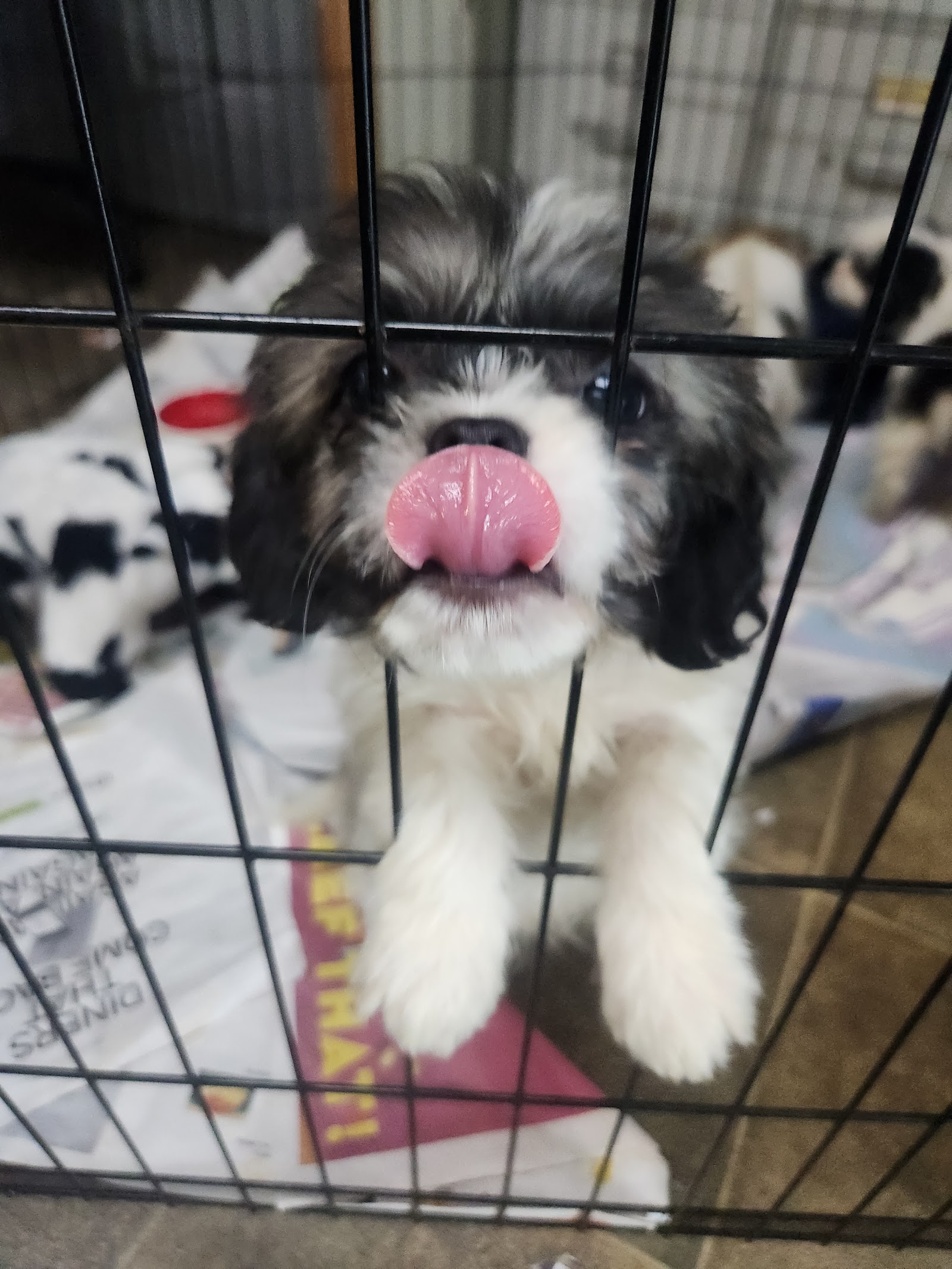 Fur Baby Rescue