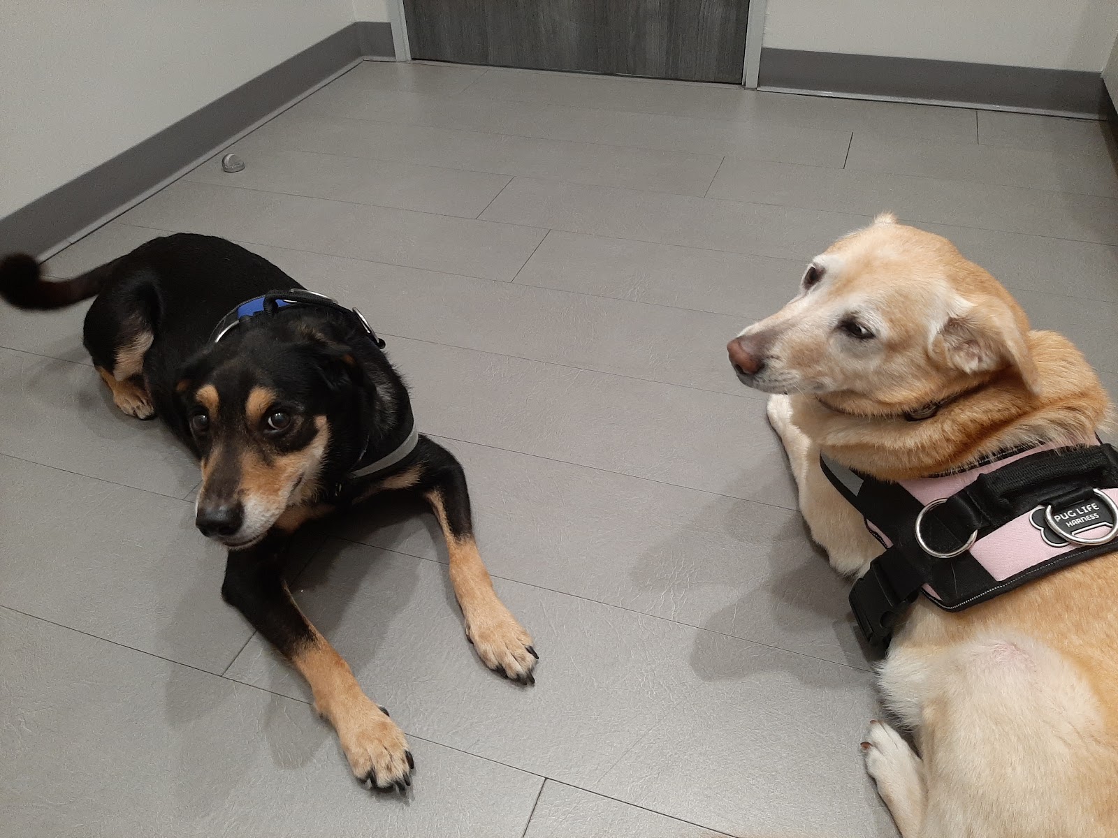 Fur & Feather Veterinary Hospital