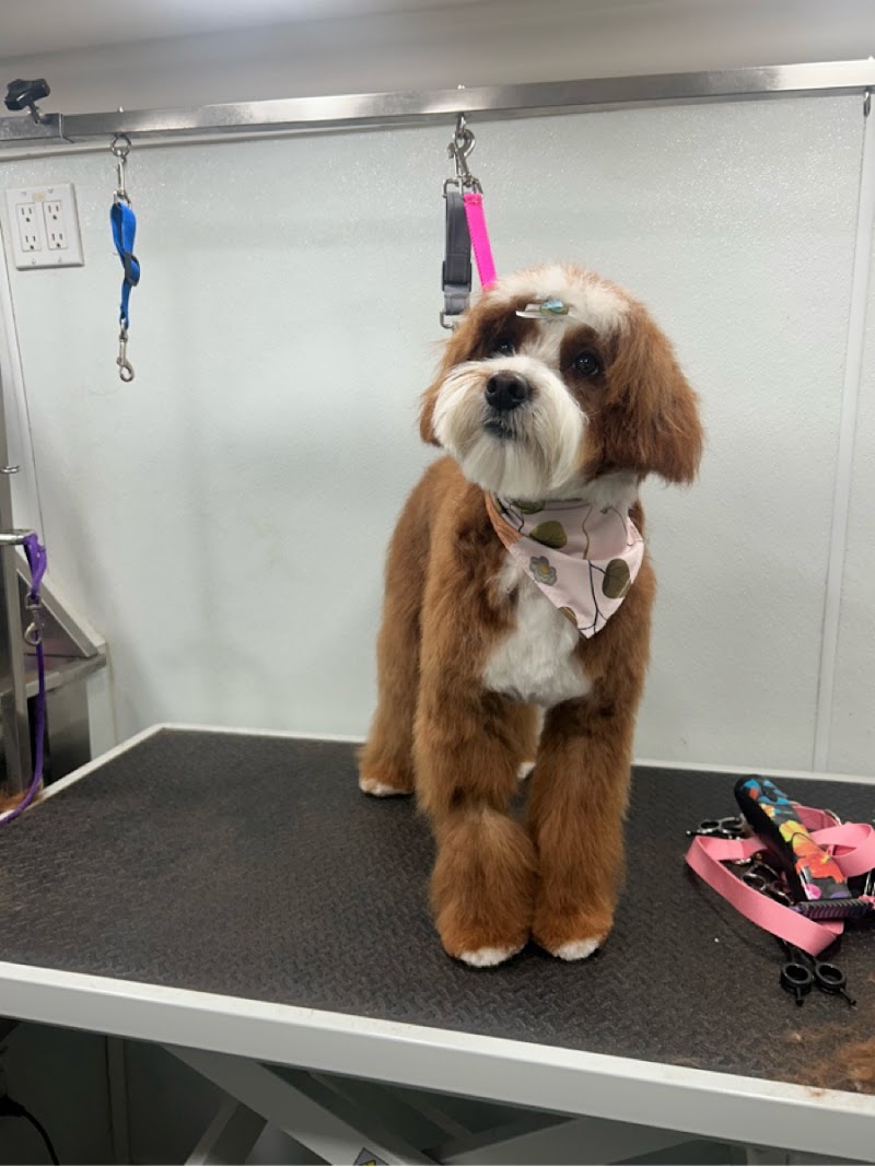 Furbubble Mobile Dog Grooming photo 2