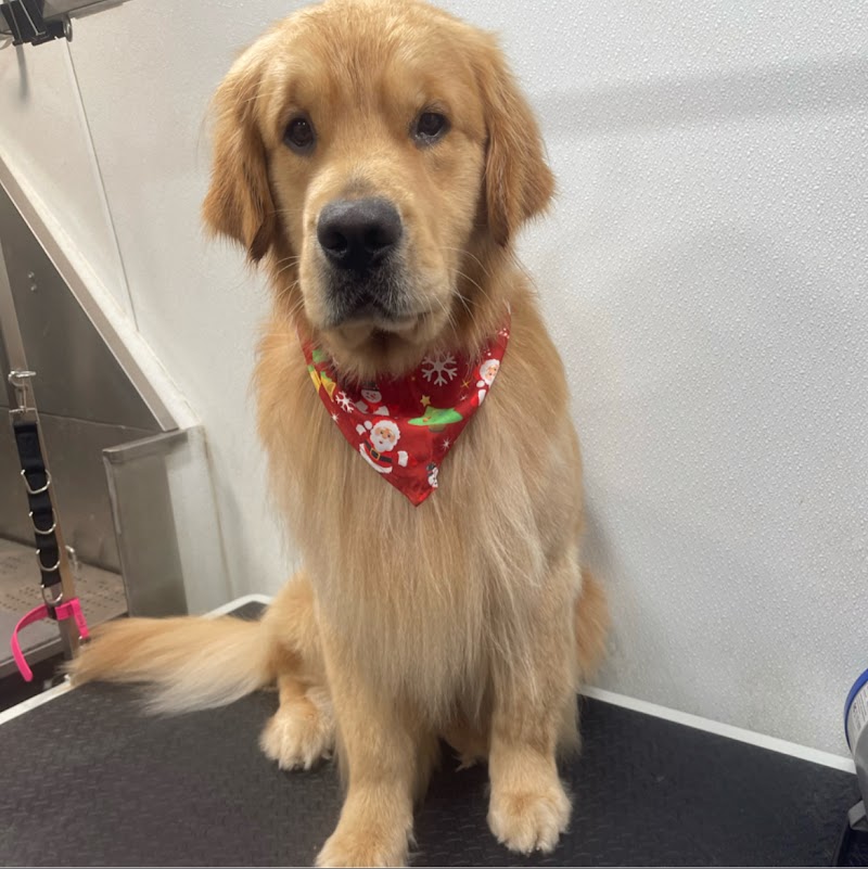 Furbubble Mobile Dog Grooming photo 3