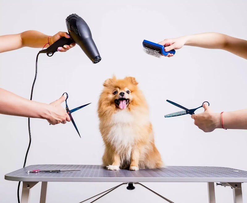 Furry Land Mobile Grooming Denver