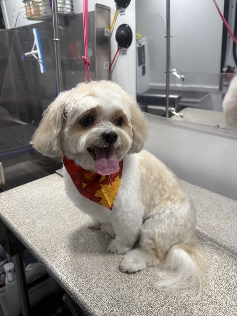 Furry Land Mobile Grooming Denver photo 2