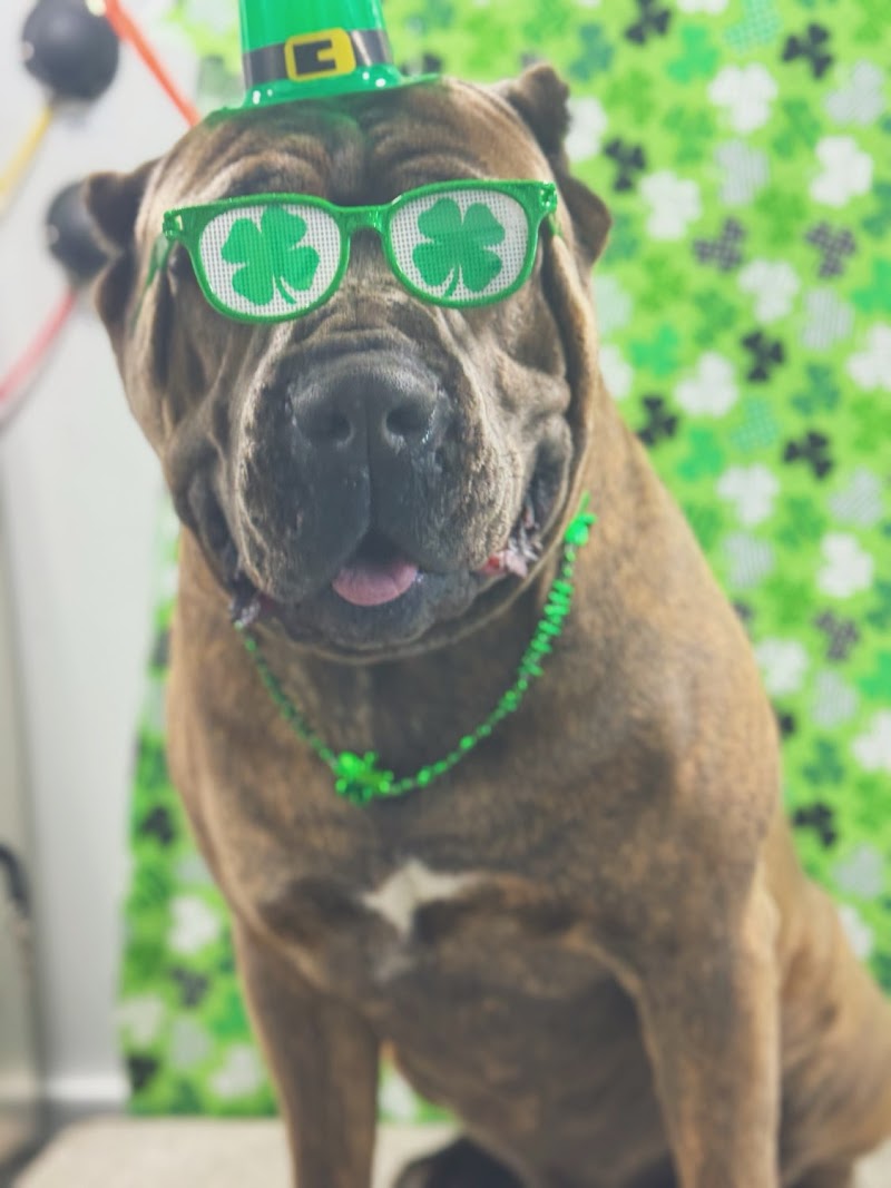 Furry Land Mobile Grooming Denver photo 3