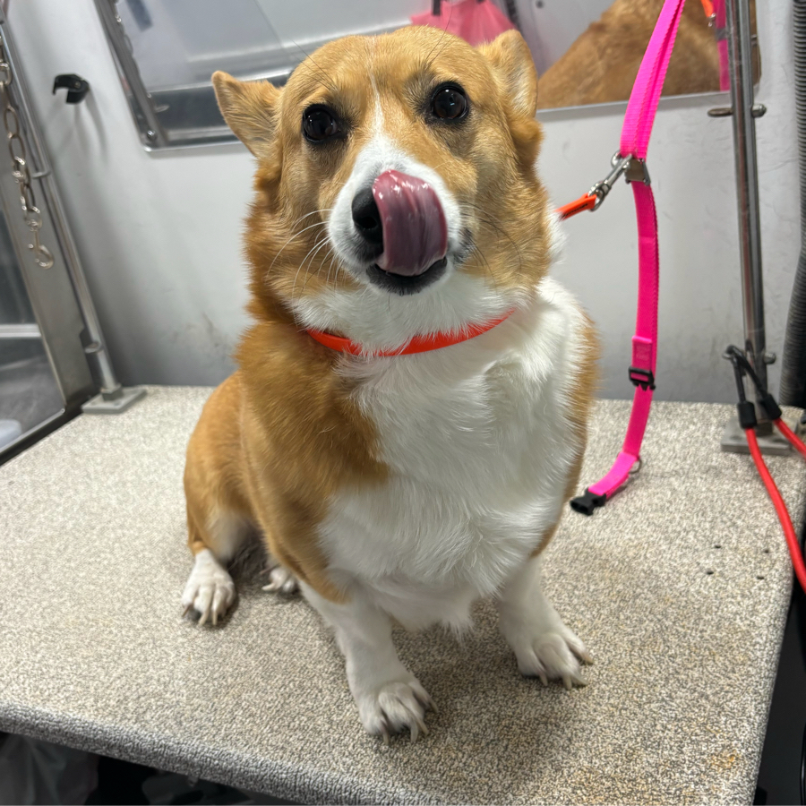 Furry Land Mobile Grooming Orlando